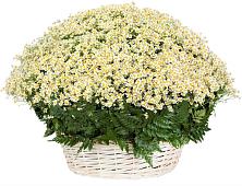 Цветочная композиция из Ромашки в корзине #REPLACE_PRED# Парфино